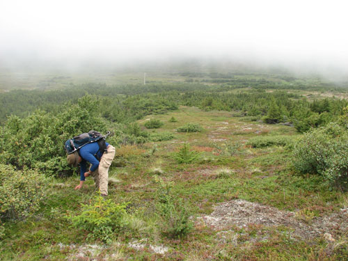 Anchorage Alaska Flattop Hike, Blueberry picking