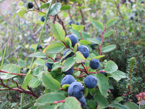 Alaskan Blueberries